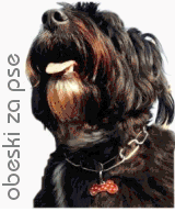 www.mjavhov.com, obeski za pse, obeski za mucke, pasji obeski, pet tags, dog tags, cat tags, pet tags for dogs engraved www.mjavhov.com, obeski za pse, obeski za mucke, pasji obeski, pet tags, dog tags, cat tags, pet tags for dogs engraved